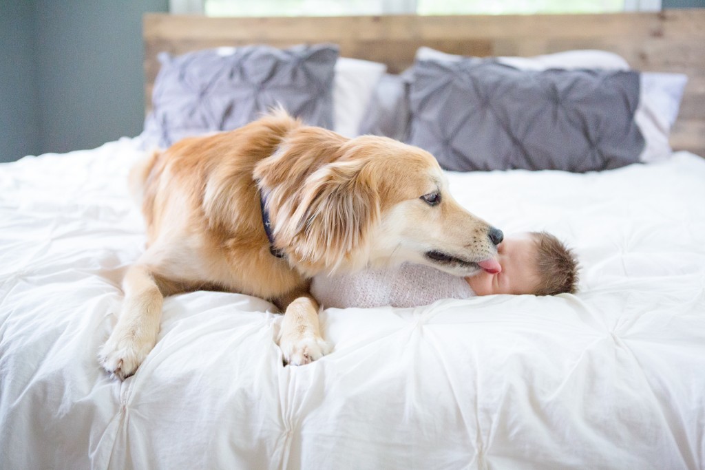 Dog kisses newborn baby