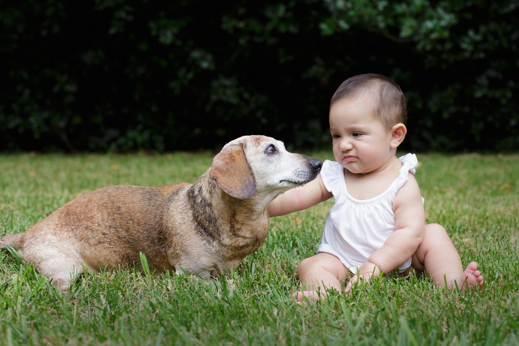 dog angry with baby