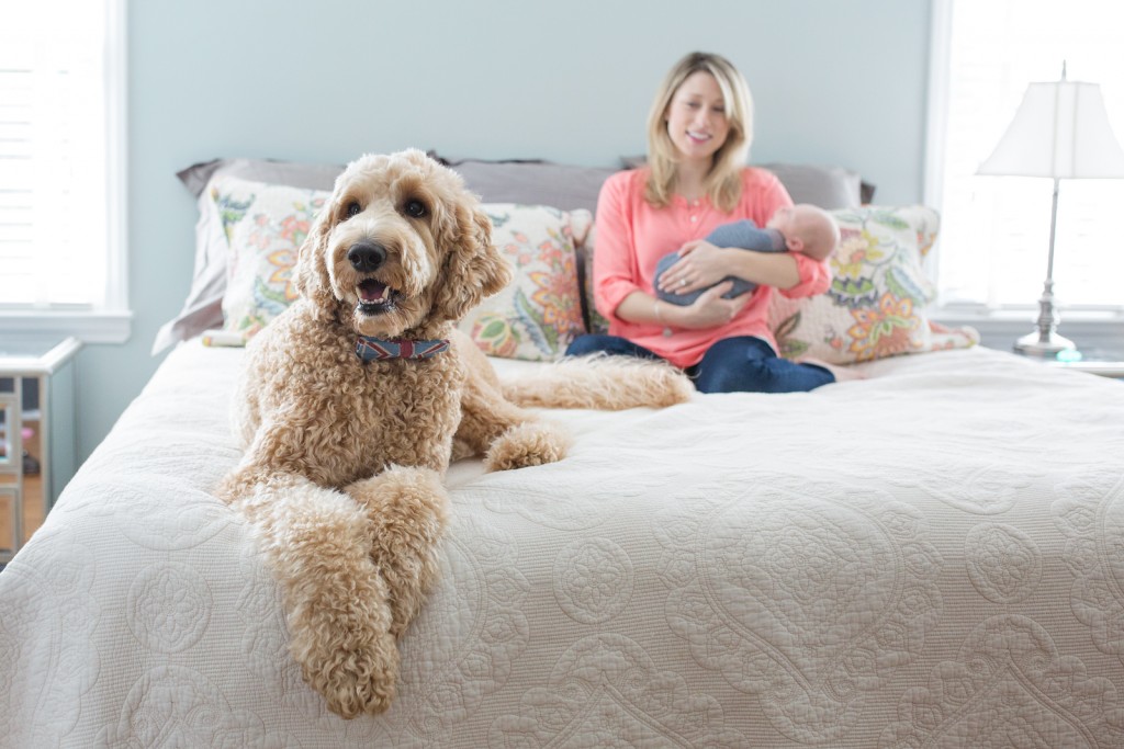 Goldendoodle with newborn