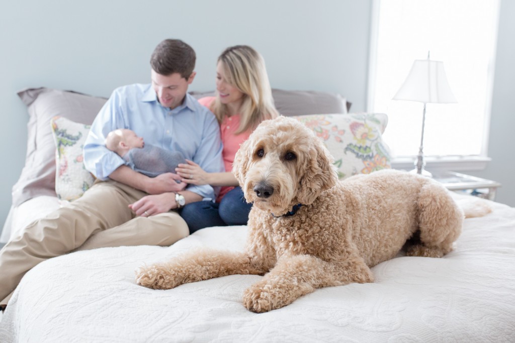 Golden doodle in family pictures