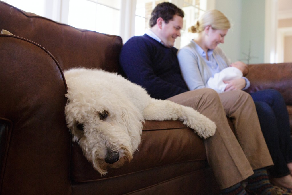 Dog relaxes for newborn pictures