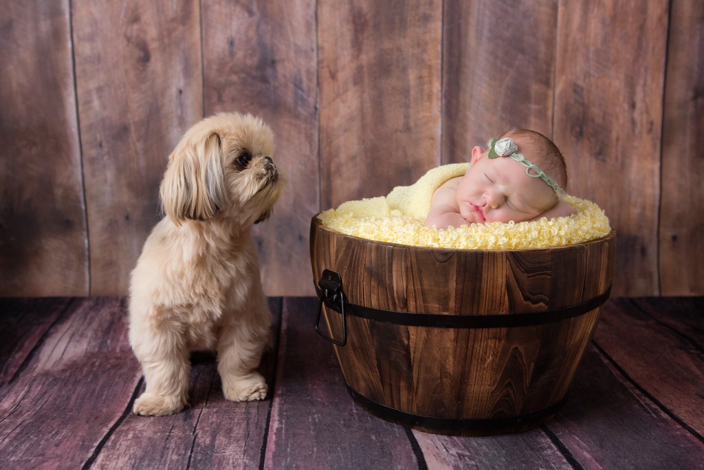 Dog overlooking newborn baby