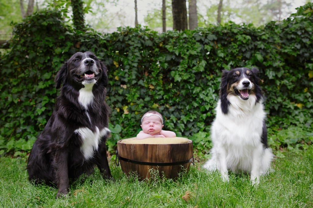newborn babies and their dogs