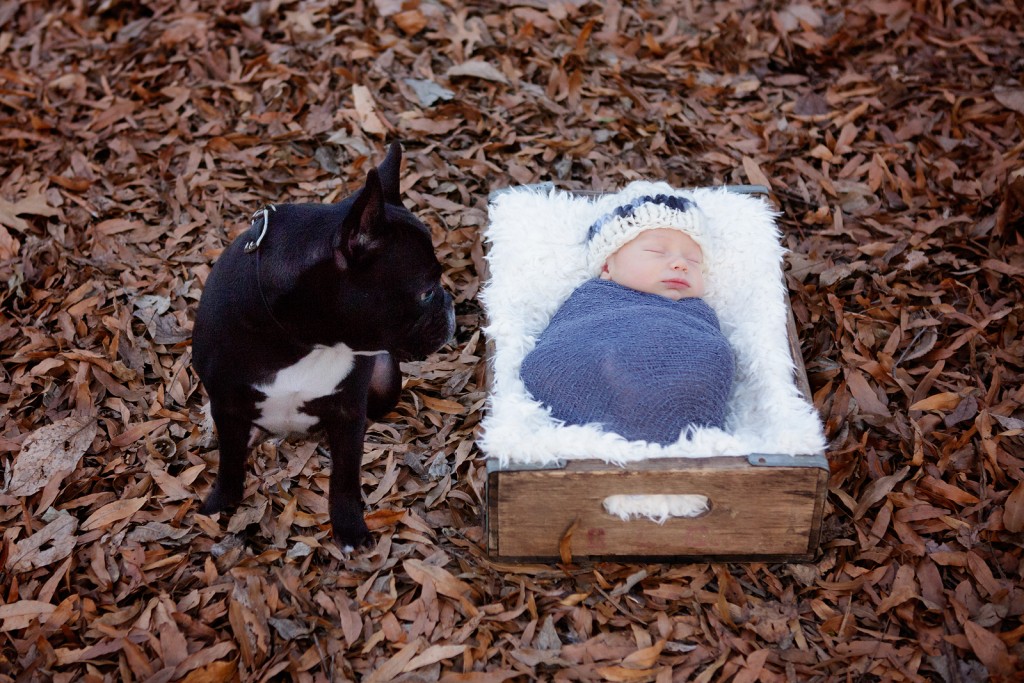 Dog looks at newborn